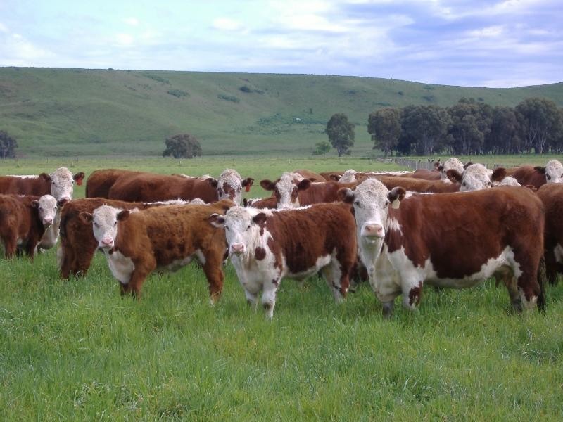 880 Noss Retreat Road, Dunrobin, Casterton VIC 3311