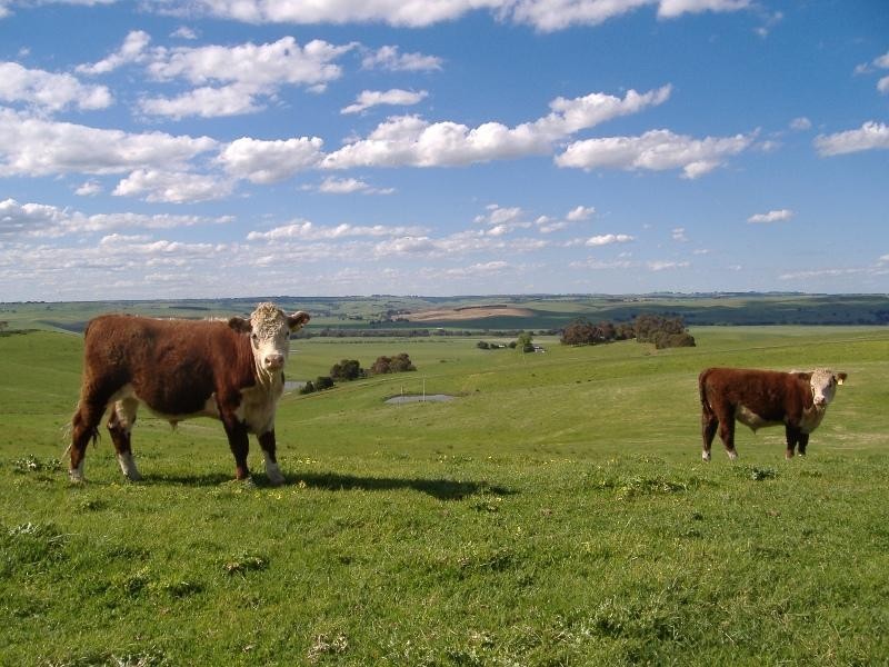 82 SCHOOL LANE, Henty VIC 3312