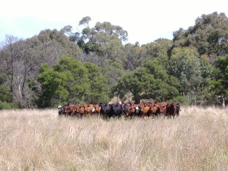 285 Warrock Road, Casterton VIC 3311