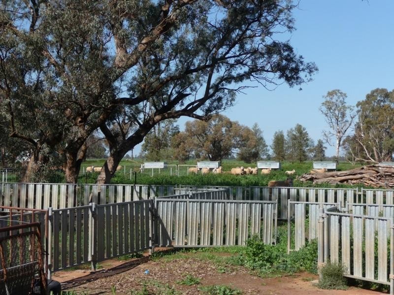 Goolgowi NSW 2652 the real estate agency Withdrawn