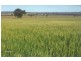 Rankins Springs NSW 2669