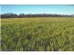 Rankins Springs NSW 2669