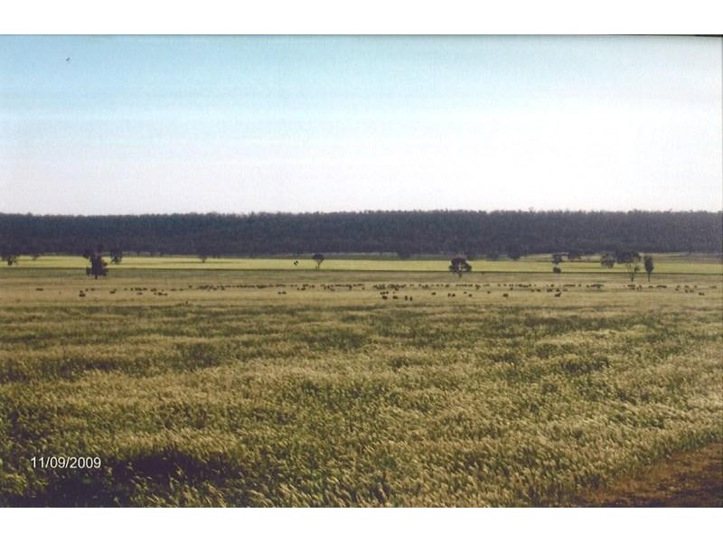 Rankins Springs NSW 2669