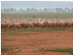 Rankins Springs NSW 2669
