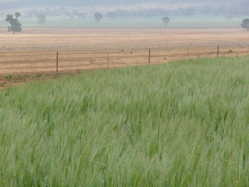 Rankins Springs NSW 2669
