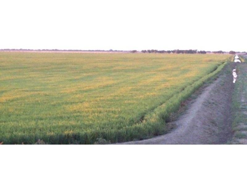 Hay NSW 2711