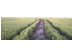 Hay NSW 2711