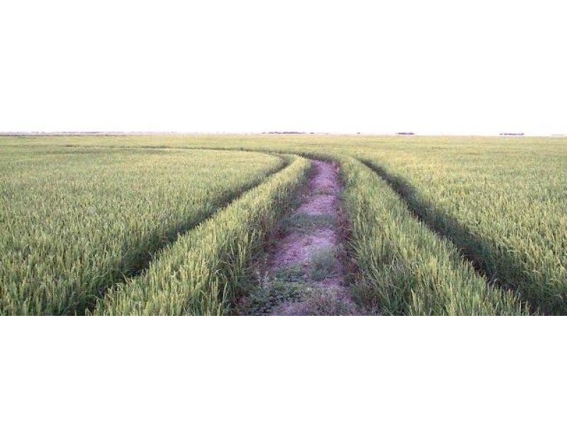 Hay NSW 2711