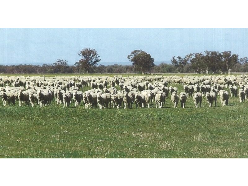 Lake Cargelligo NSW 2672