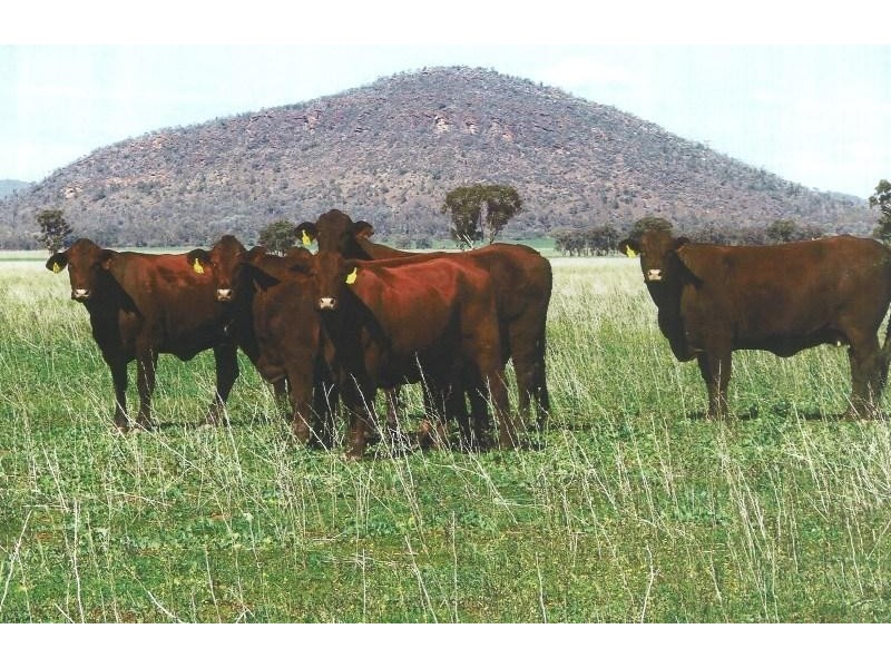 Lake Cargelligo NSW 2672