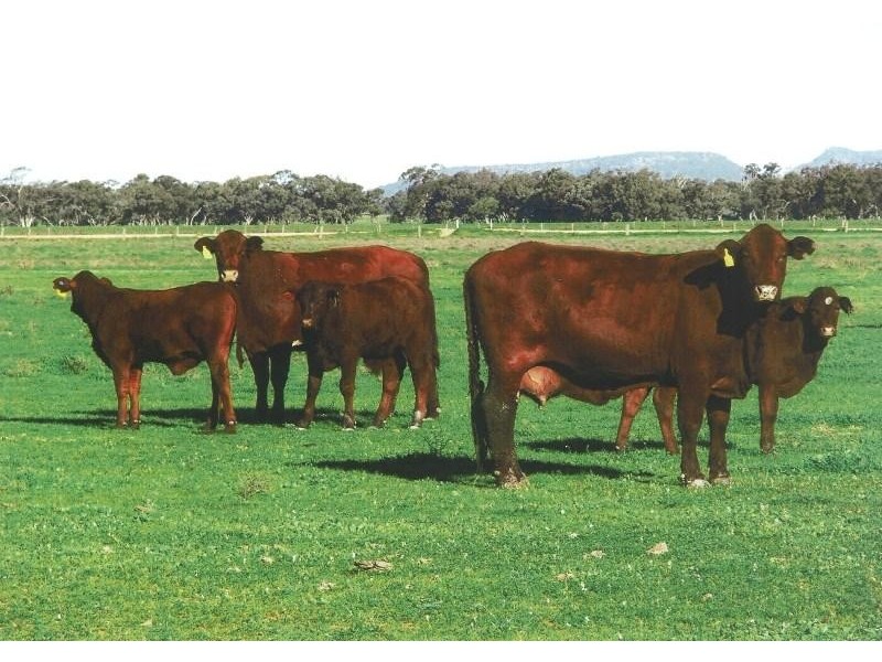 Lake Cargelligo NSW 2672