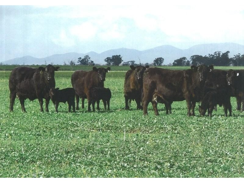 Lake Cargelligo NSW 2672