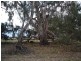 Picola VIC 3639