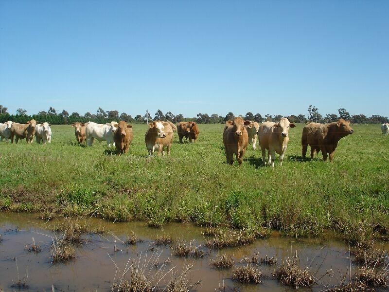 1100 Echuca Road, Mooroopna VIC 3629