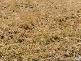 CHINCHILLA, Chinchilla QLD 4413