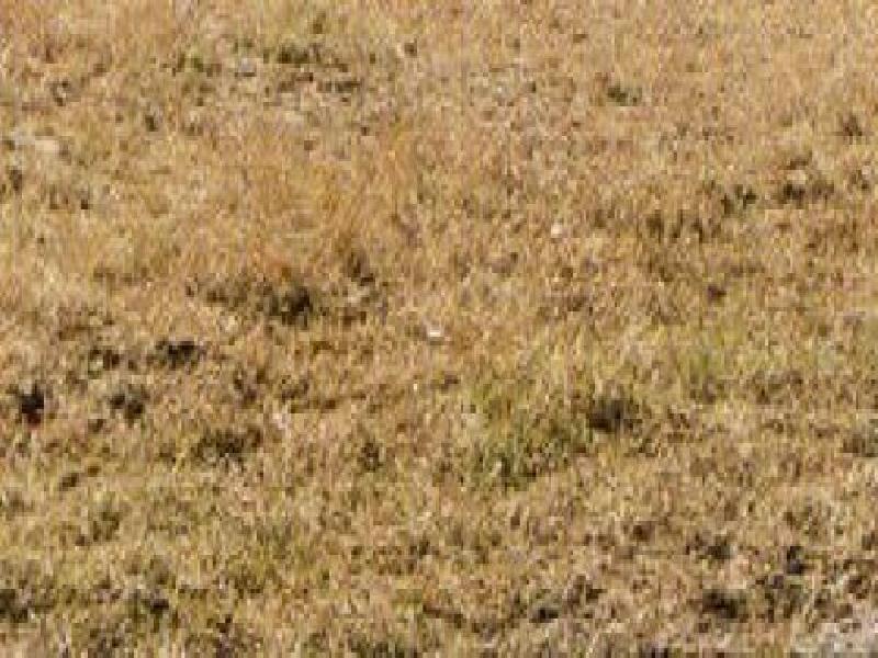CHINCHILLA, Chinchilla QLD 4413
