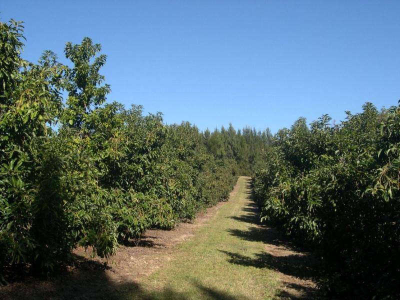 "RAINBOWS END FARM", 212 GRAYS ROAD, HALFWAY CREEK, Grafton NSW 2460