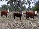 GOONDIWINDI / BUNGUNYA, Goondiwindi QLD 4390