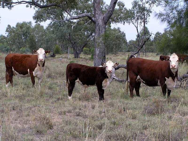 GOONDIWINDI / BUNGUNYA, Goondiwindi QLD 4390