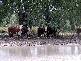 GOONDIWINDI / BUNGUNYA, Goondiwindi QLD 4390
