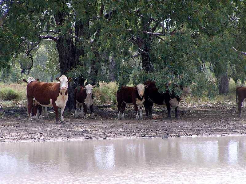 GOONDIWINDI / BUNGUNYA, Goondiwindi QLD 4390