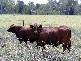 GOONDIWINDI / BUNGUNYA, Goondiwindi QLD 4390