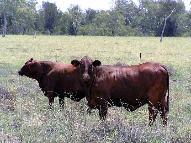 GOONDIWINDI / BUNGUNYA, Goondiwindi QLD 4390