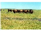 80 KM SOUTH WEST OF JULIA CREEK., Julia Creek QLD 4823