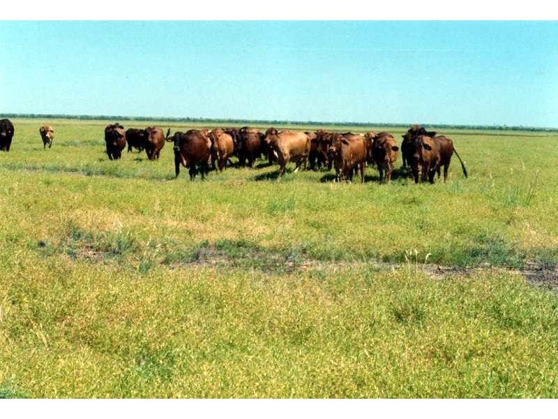 80 KM SOUTH WEST OF JULIA CREEK., Julia Creek QLD 4823