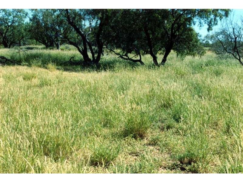 80 KM SOUTH WEST OF JULIA CREEK., Julia Creek QLD 4823