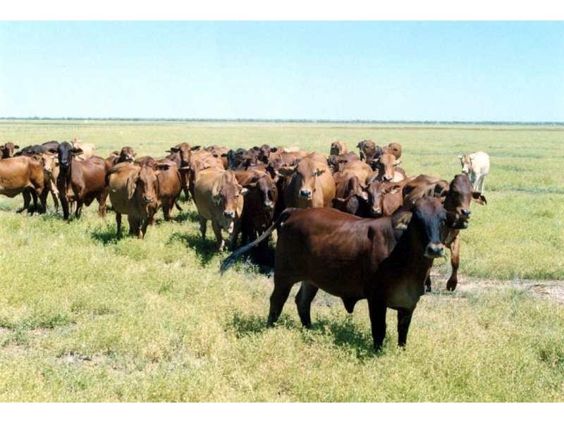 80 KM SOUTH WEST OF JULIA CREEK., Julia Creek QLD 4823
