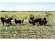 80 KM SOUTH WEST OF JULIA CREEK., Julia Creek QLD 4823