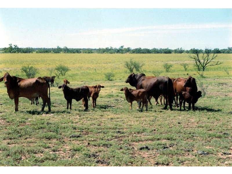 80 KM SOUTH WEST OF JULIA CREEK., Julia Creek QLD 4823