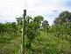 ROY’S RD, Beerwah QLD 4519