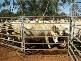 CHALONER PARK, Bollon QLD 4488