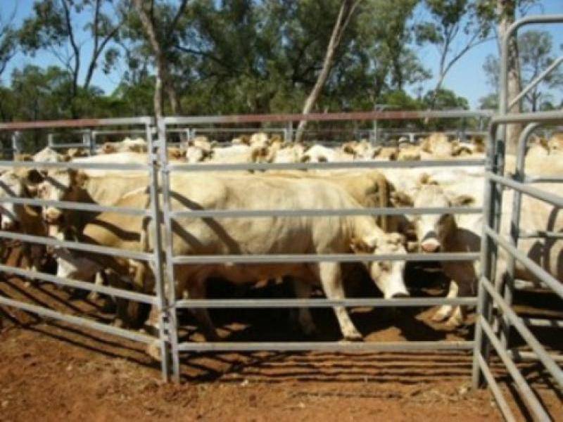 CHALONER PARK, Bollon QLD 4488