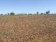 CHALONER PARK, Bollon QLD 4488