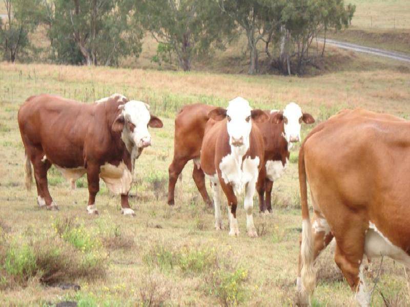 Kyogle NSW 2474