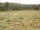 Kyogle NSW 2474