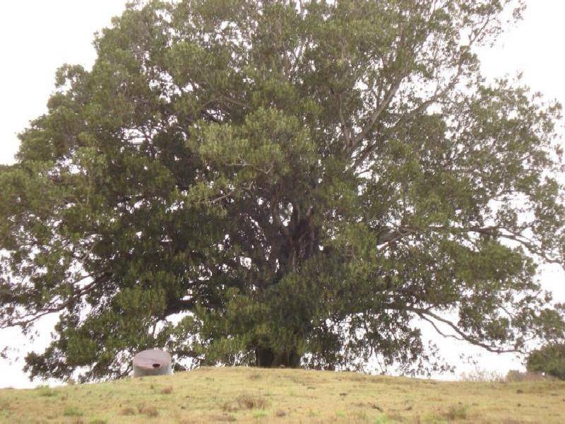 Kyogle NSW 2474