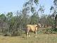 Bollon QLD 4488