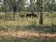 Bollon QLD 4488