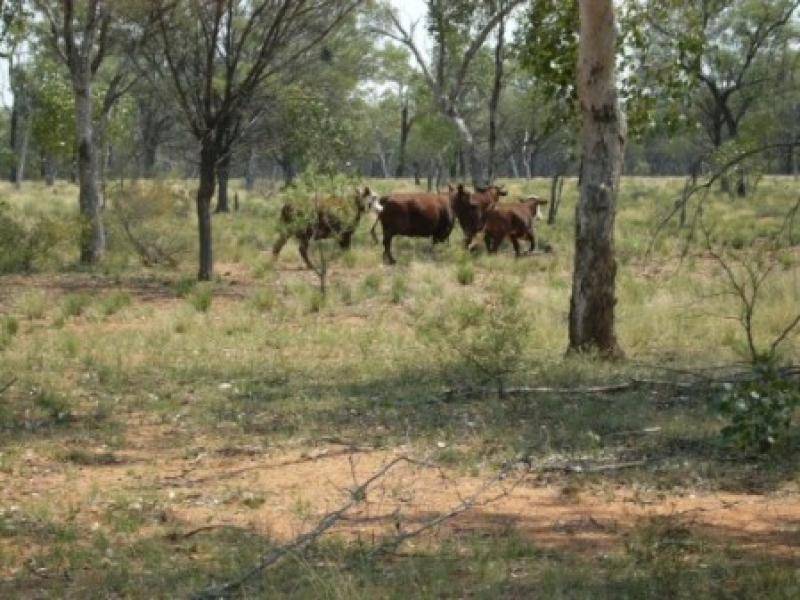 Bollon QLD 4488