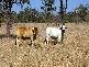 - MINGELA, 60KM EAST OF, Charters Towers QLD 4820