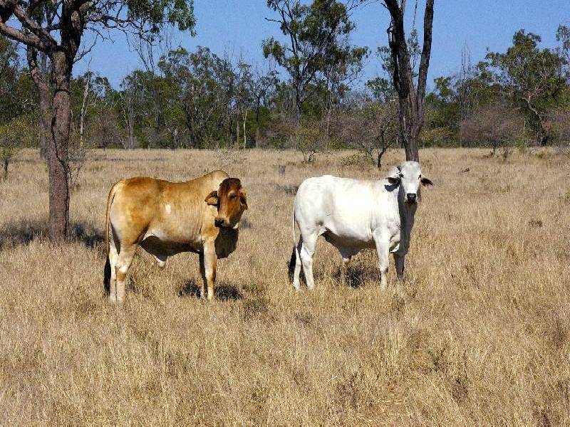 - MINGELA, 60KM EAST OF, Charters Towers QLD 4820