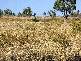 - MINGELA, 60KM EAST OF, Charters Towers QLD 4820