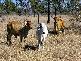 - MINGELA, 60KM EAST OF, Charters Towers QLD 4820