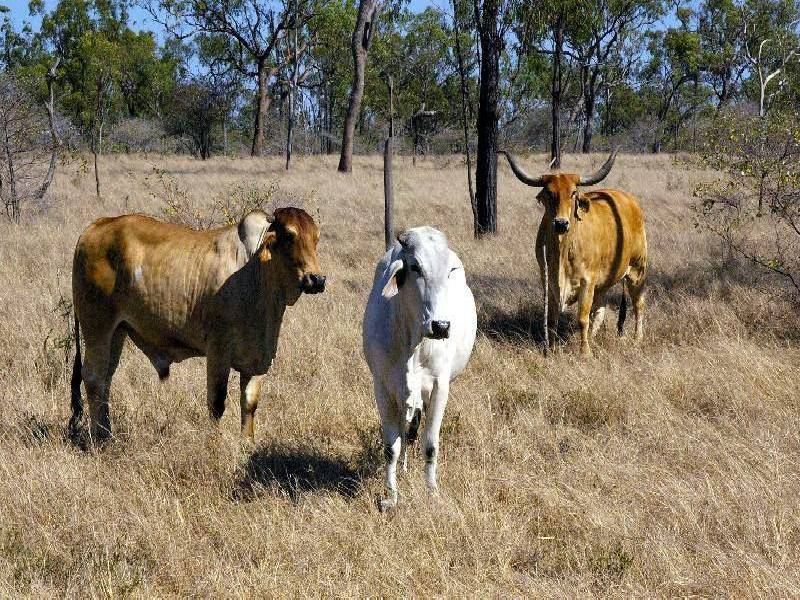 - MINGELA, 60KM EAST OF, Charters Towers QLD 4820