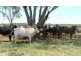 Bollon QLD 4488