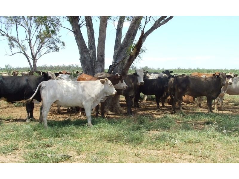 Bollon QLD 4488